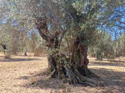 Lefkas_Terra_Olive_03.jpg