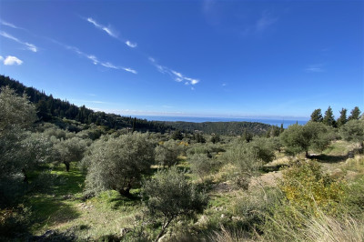 AgNikitasGardenOlivetrees001.jpg